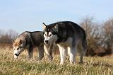 ALASKAN MALAMUTE 803